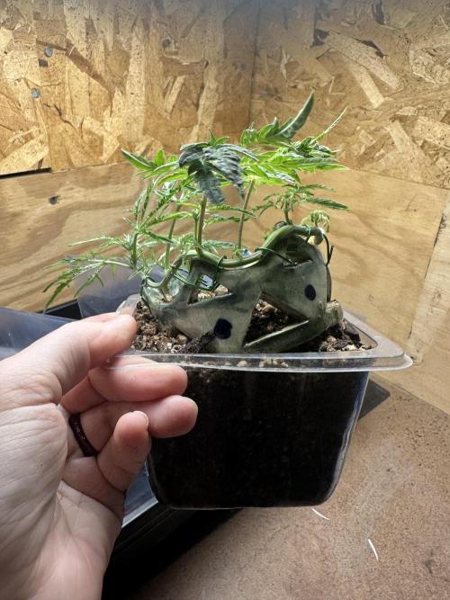 Cleopatra/Crown Bonsai. Week 12