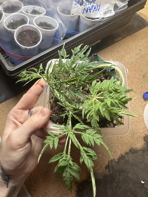 Cleopatra/Crown Bonsai. Week 12