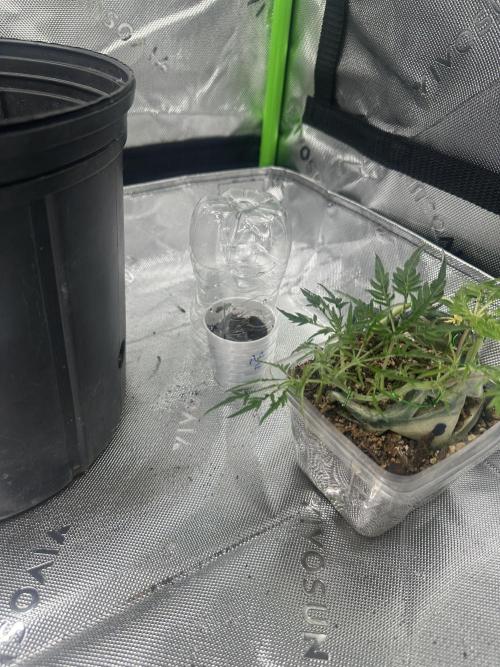 Cleopatra/Crown Bonsai. Week 12