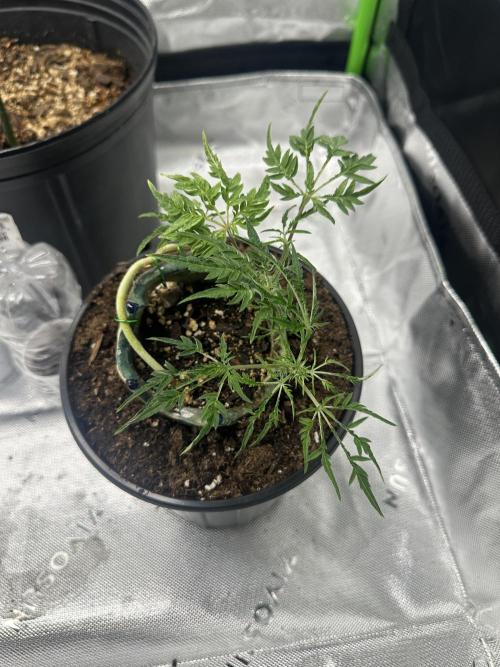 Cleopatra/Crown Bonsai. Week 12