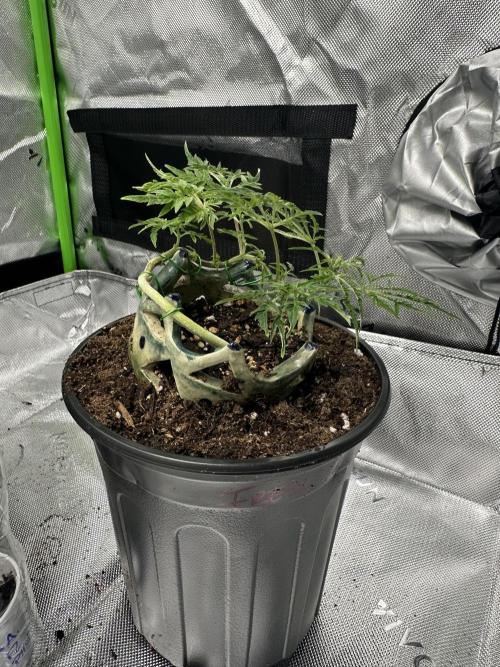 Cleopatra/Crown Bonsai. Week 12