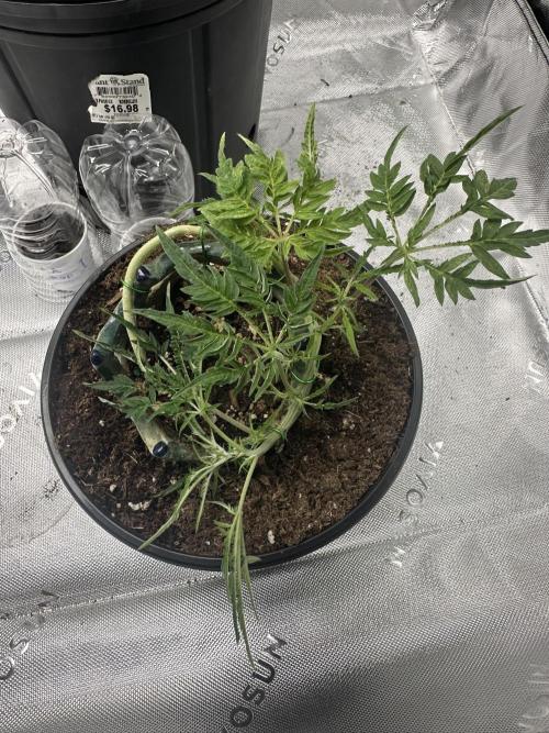 Cleopatra/Crown Bonsai. Week 13