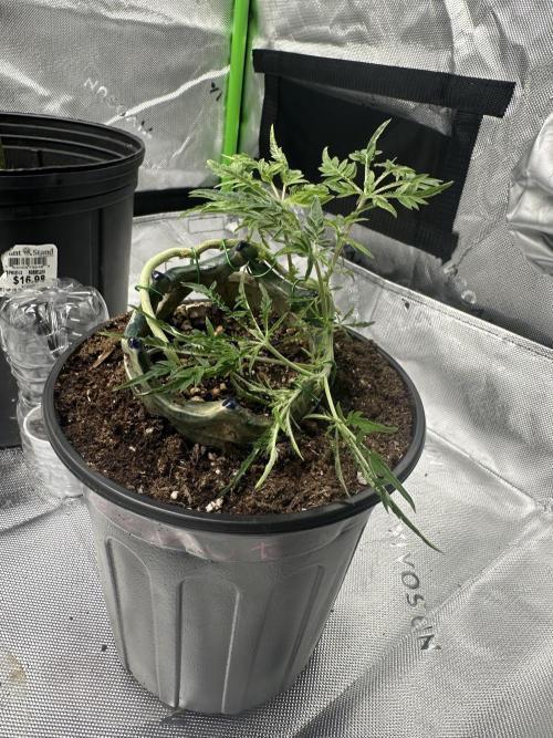 Cleopatra/Crown Bonsai. Week 13