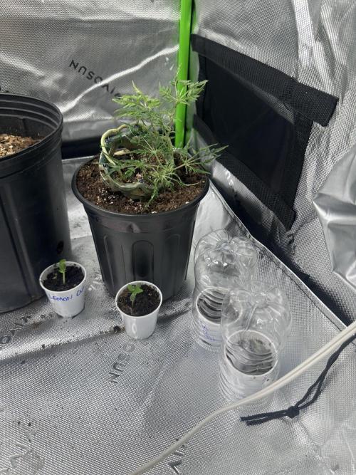 Cleopatra/Crown Bonsai. Week 13
