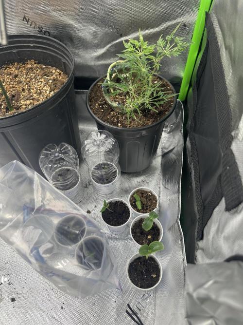Cleopatra/Crown Bonsai. Week 13