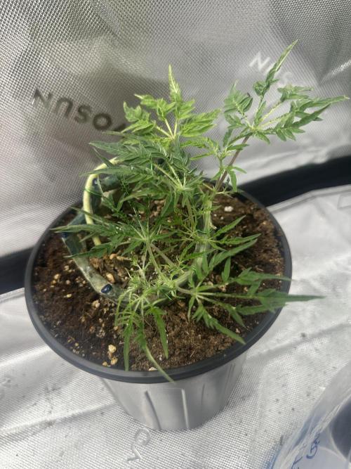 Cleopatra/Crown Bonsai. Week 13