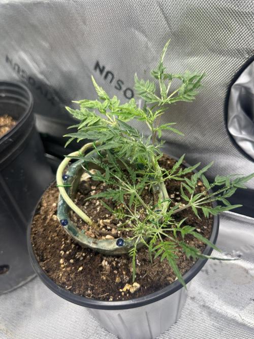 Cleopatra/Crown Bonsai. Week 13