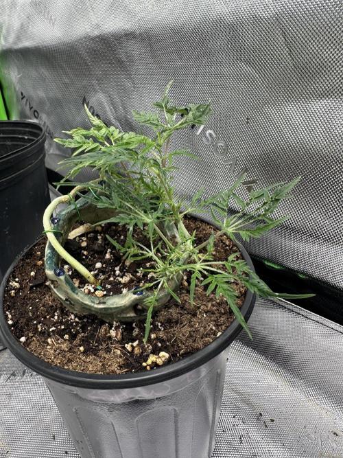 Cleopatra/Crown Bonsai. Week 13