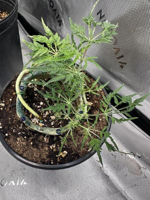 Cleopatra/Crown Bonsai. Week 13