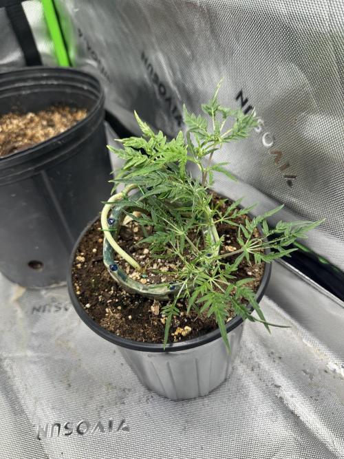 Cleopatra/Crown Bonsai. Week 14