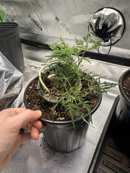 Cleopatra/Crown Bonsai. Week 14