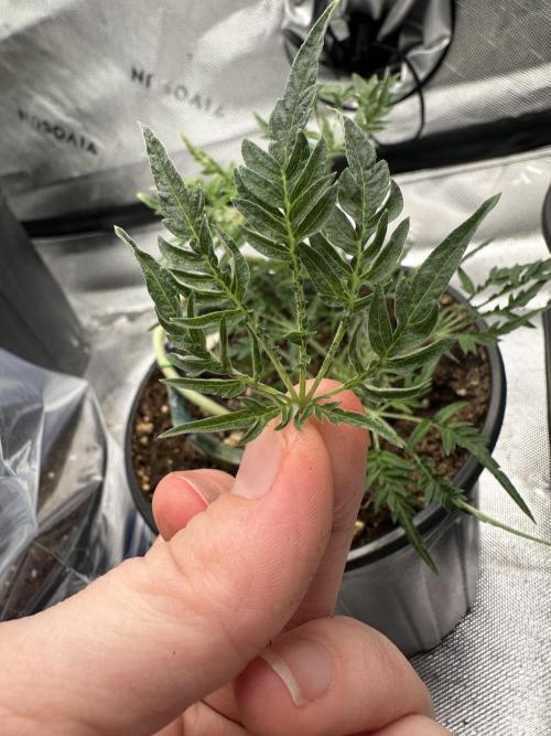Cleopatra/Crown Bonsai. Week 14