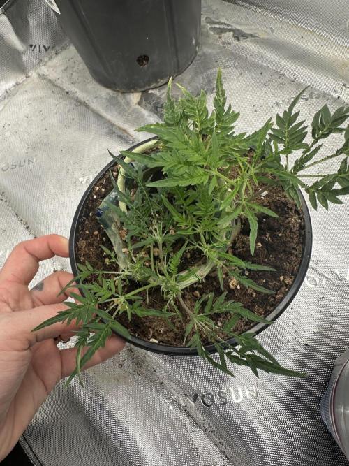 Cleopatra/Crown Bonsai. Week 14