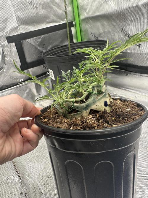 Cleopatra/Crown Bonsai. Week 14
