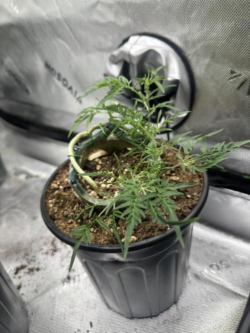 Cleopatra/Crown Bonsai. Week 14
