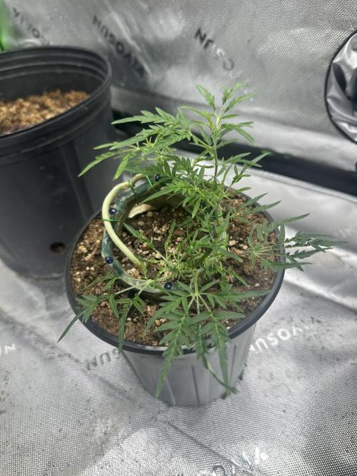 Cleopatra/Crown Bonsai. Week 14