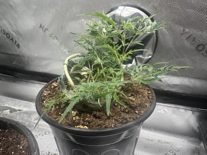 Cleopatra/Crown Bonsai. Week 15