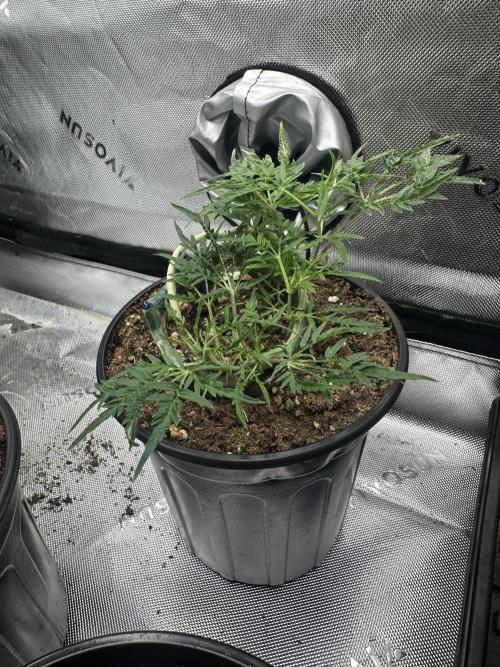 Cleopatra/Crown Bonsai. Week 15