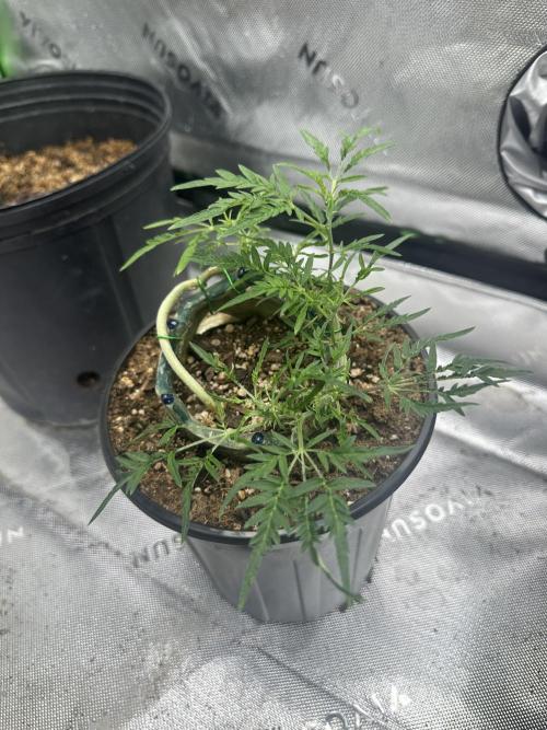 Cleopatra/Crown Bonsai. Week 15