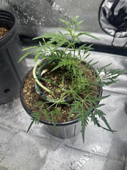 Cleopatra/Crown Bonsai. Week 15