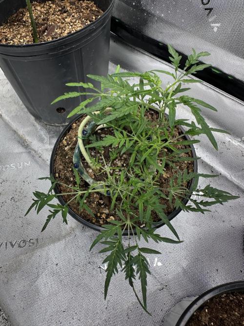 Cleopatra/Crown Bonsai. Week 15