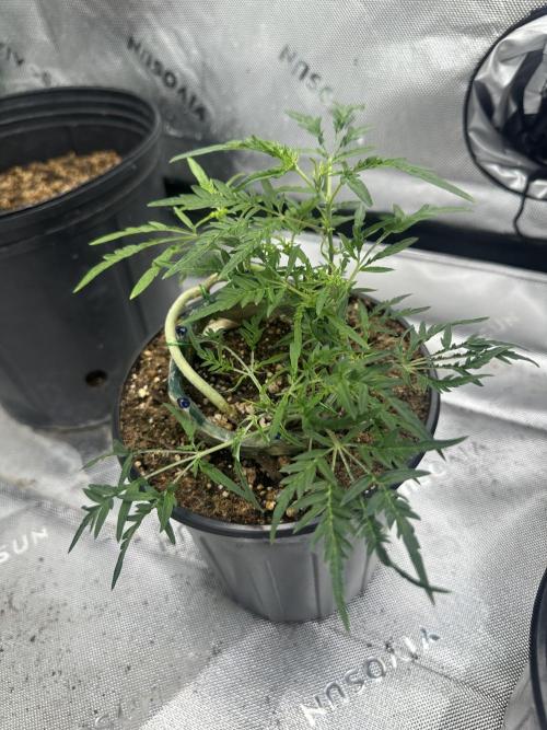 Cleopatra/Crown Bonsai. Week 15