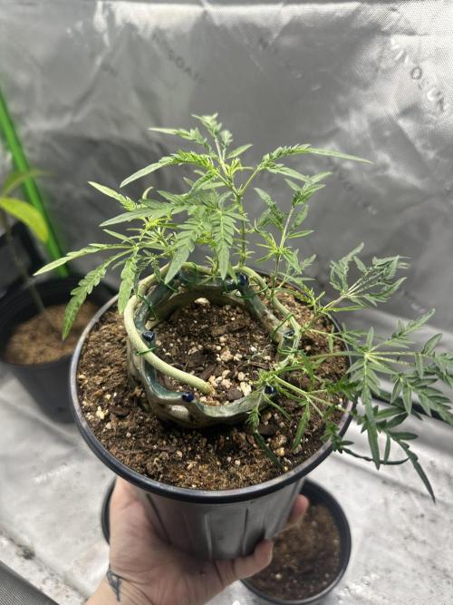 Cleopatra/Crown Bonsai. Week 15