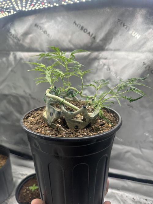 Cleopatra/Crown Bonsai. Week 15