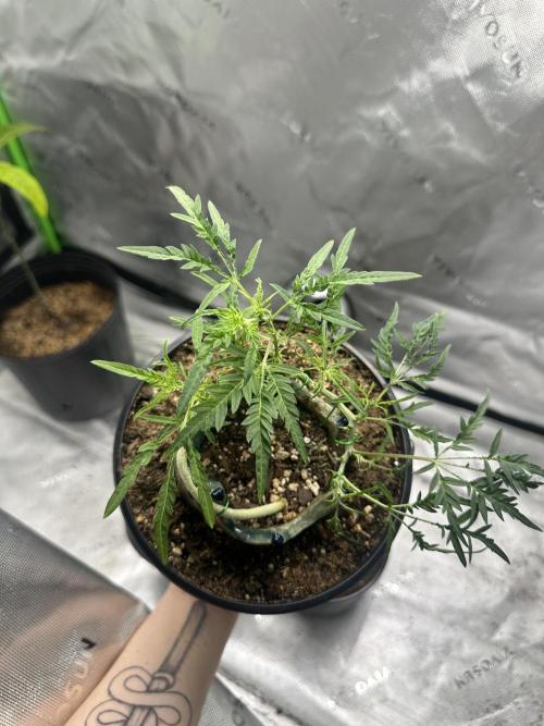 Cleopatra/Crown Bonsai. Week 15
