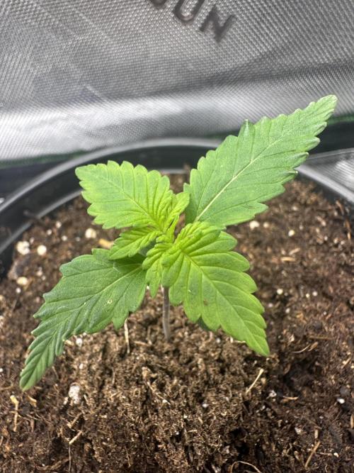 Priscilla/Purple Lemonade Auto. Week 2
