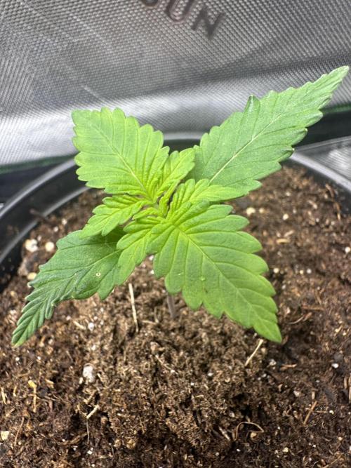 Priscilla/Purple Lemonade Auto. Week 2