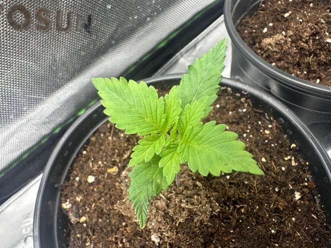 Priscilla/Purple Lemonade Auto. Week 2
