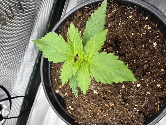 Priscilla/Purple Lemonade Auto. Week 2