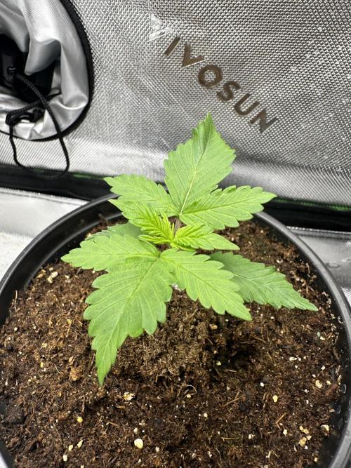 Priscilla/Purple Lemonade Auto. Week 2