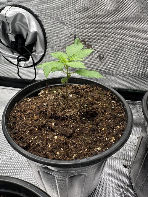 Priscilla/Purple Lemonade Auto. Week 2