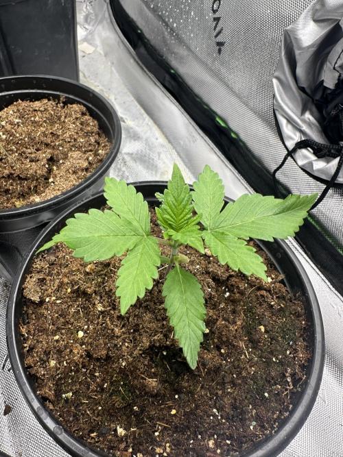 Priscilla/Purple Lemonade Auto. Week 2