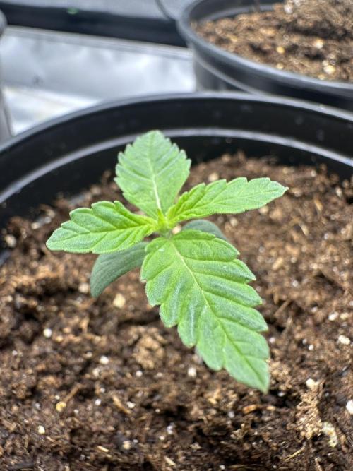 Reba/Rainbow Melon. Week 2