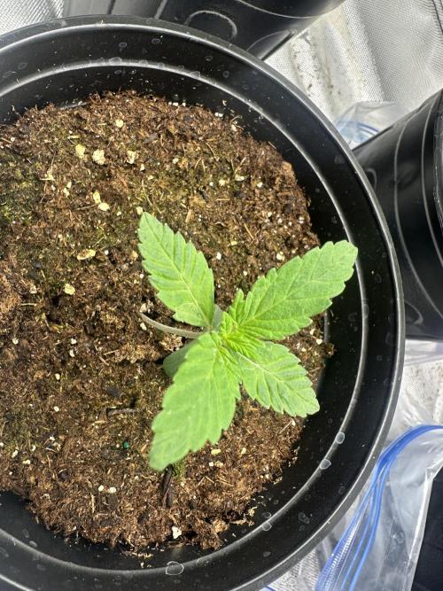 Reba/Rainbow Melon. Week 2
