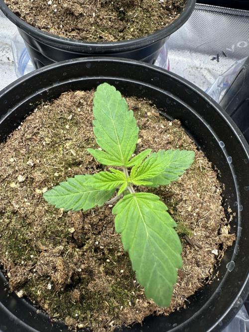 Reba/Rainbow Melon. Week 2