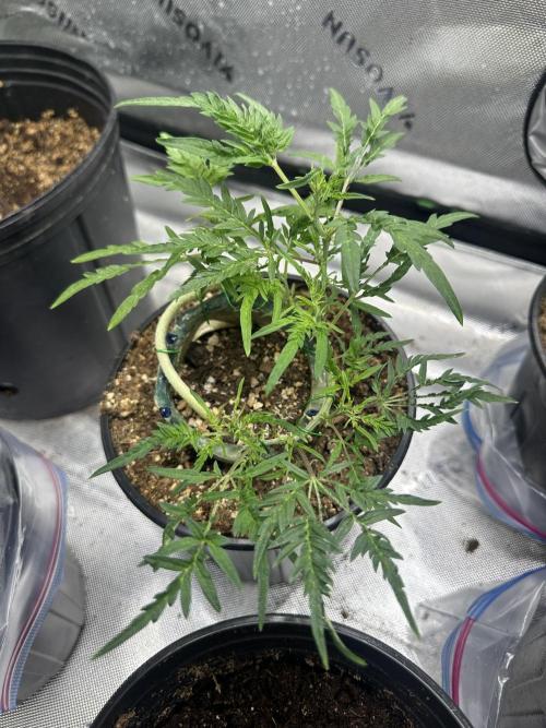 Cleopatra/Crown Bonsai. Week 16
