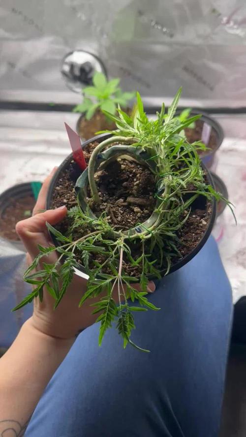 Cleopatra/Crown Bonsai