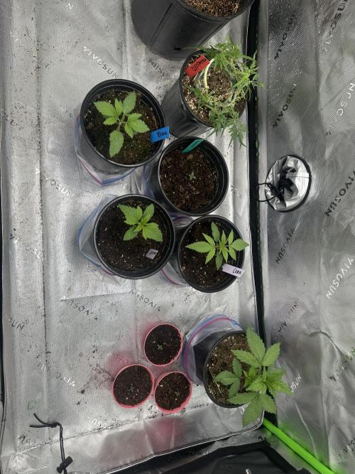 Cleopatra/Crown Bonsai. Week 16