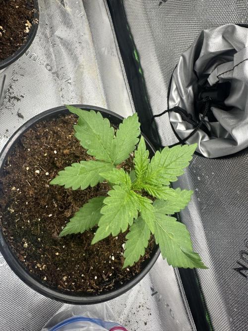Priscilla/Purple Lemonade Auto. Week 3