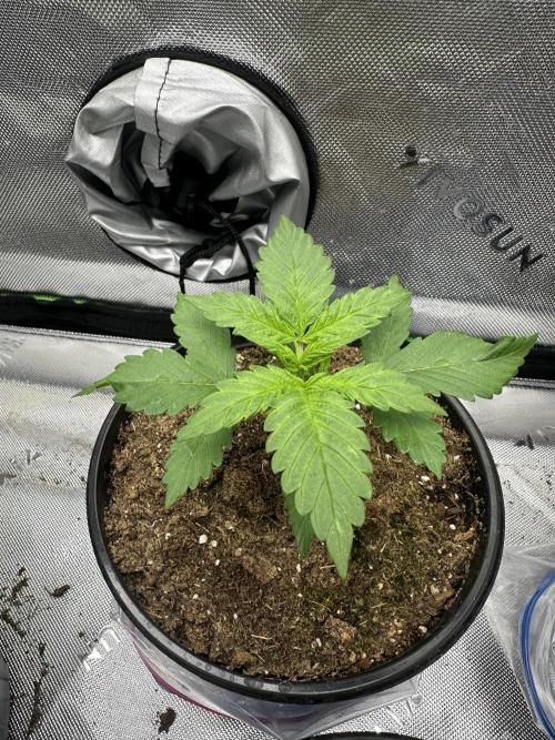Priscilla/Purple Lemonade Auto. Week 3