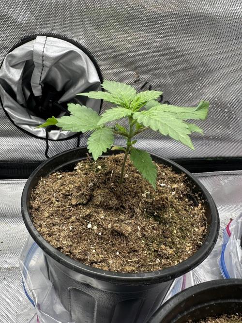 Priscilla/Purple Lemonade Auto. Week 3