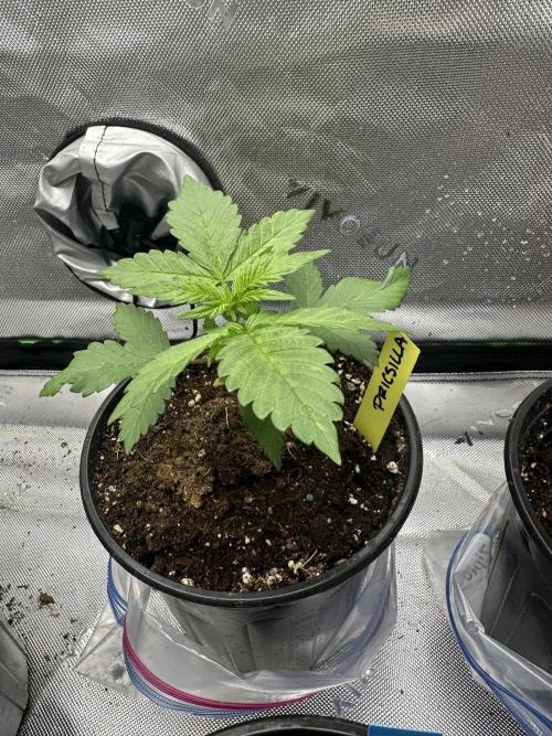 Priscilla/Purple Lemonade Auto. Week 3