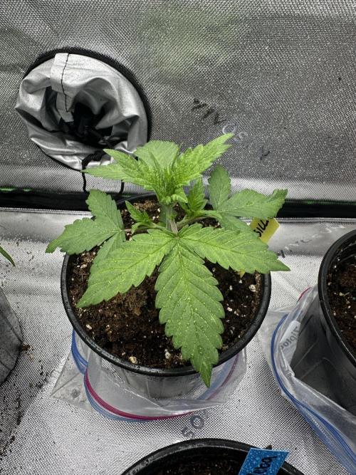 Priscilla/Purple Lemonade Auto. Week 3
