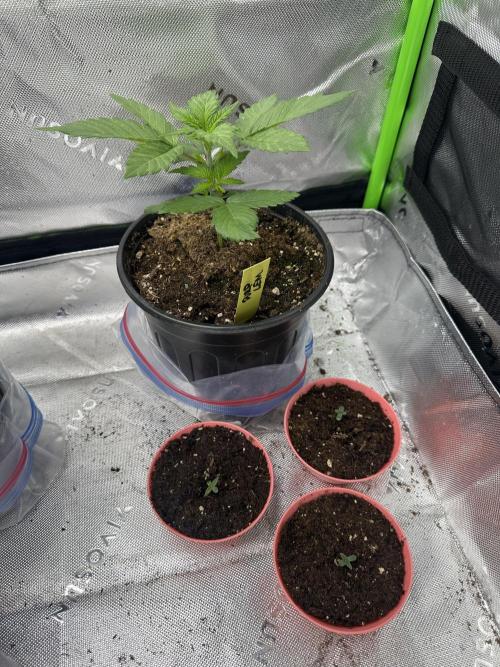 Priscilla/Purple Lemonade Auto. Week 3