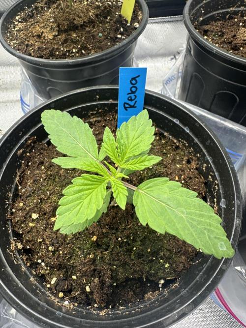 Reba/Rainbow Melon. Week 3