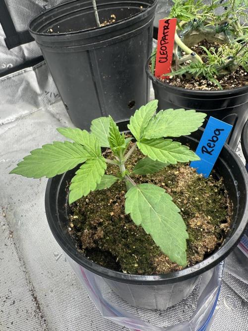 Reba/Rainbow Melon. Week 3